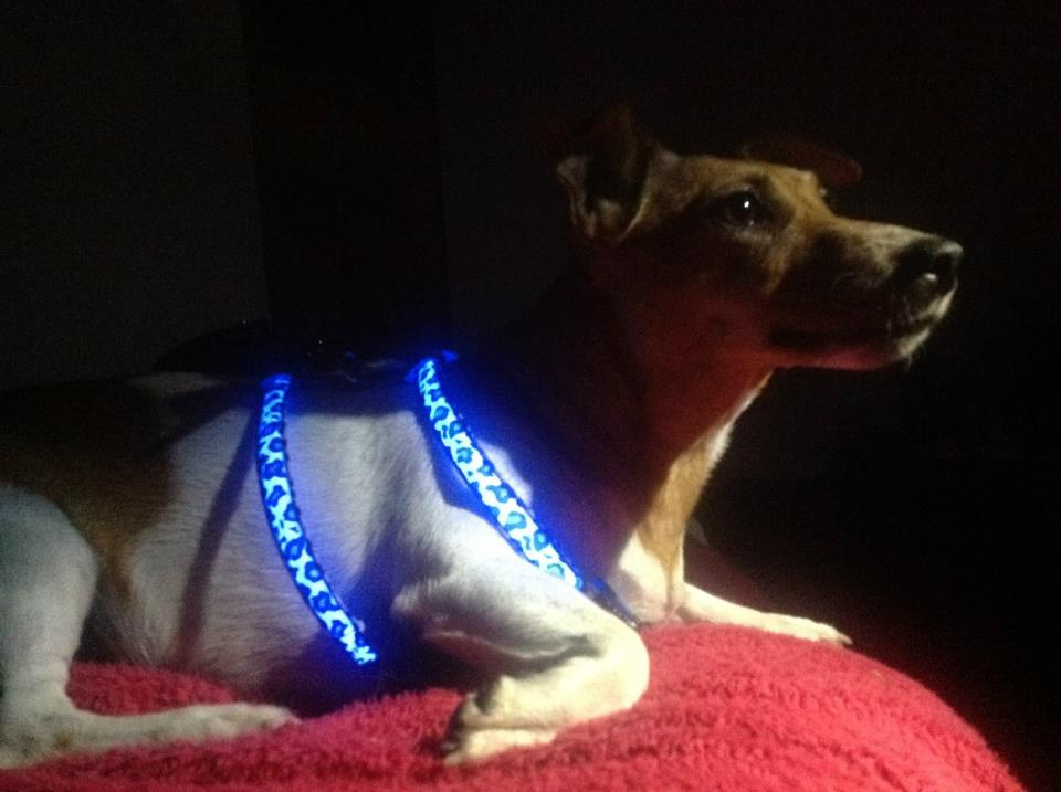 LED Harness on dog