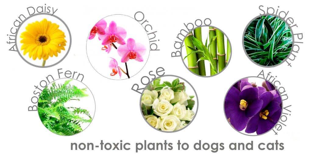 Toxic and nontoxic plants Stylish Paws