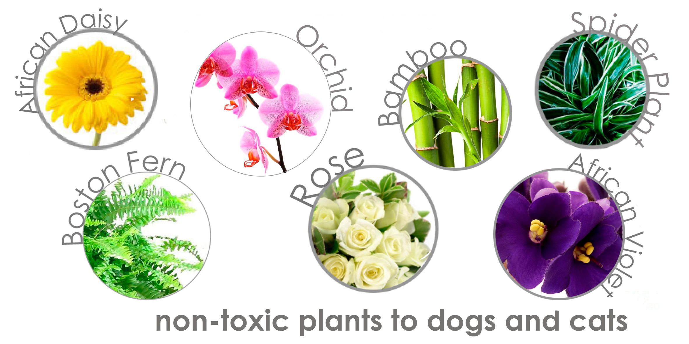 non toxic plants