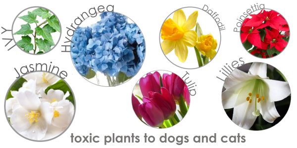 Toxic And Non-toxic Plants - Stylish Paws