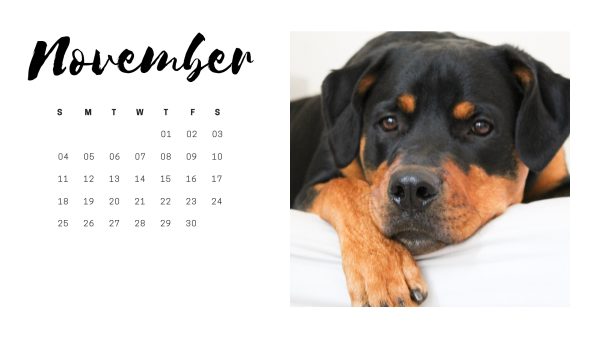 november-stylish-paws