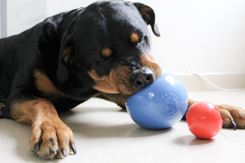 planet dog snoop and nook balls