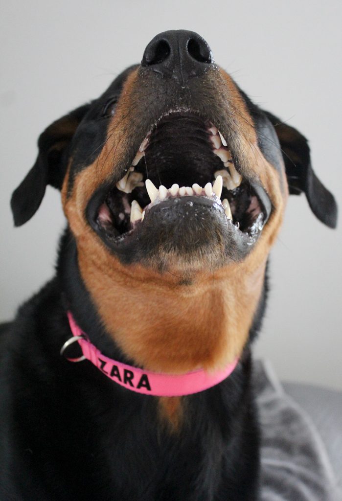 personalised dog collar