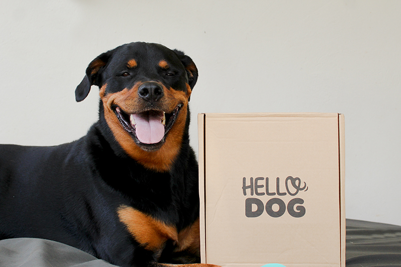 Hello Dog Box