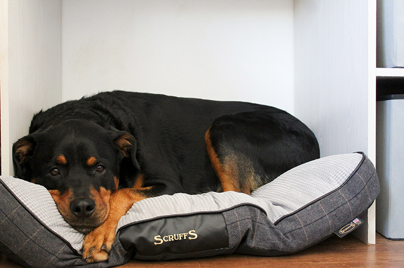 scruffs luxury dog bed