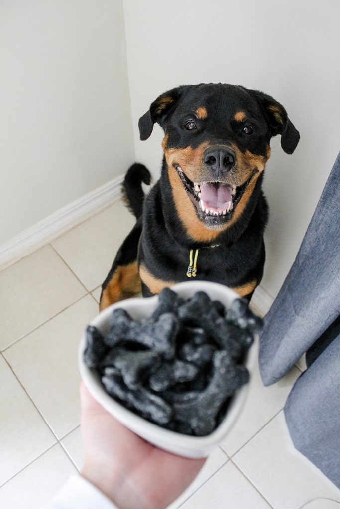 homemade charcoal dog treats