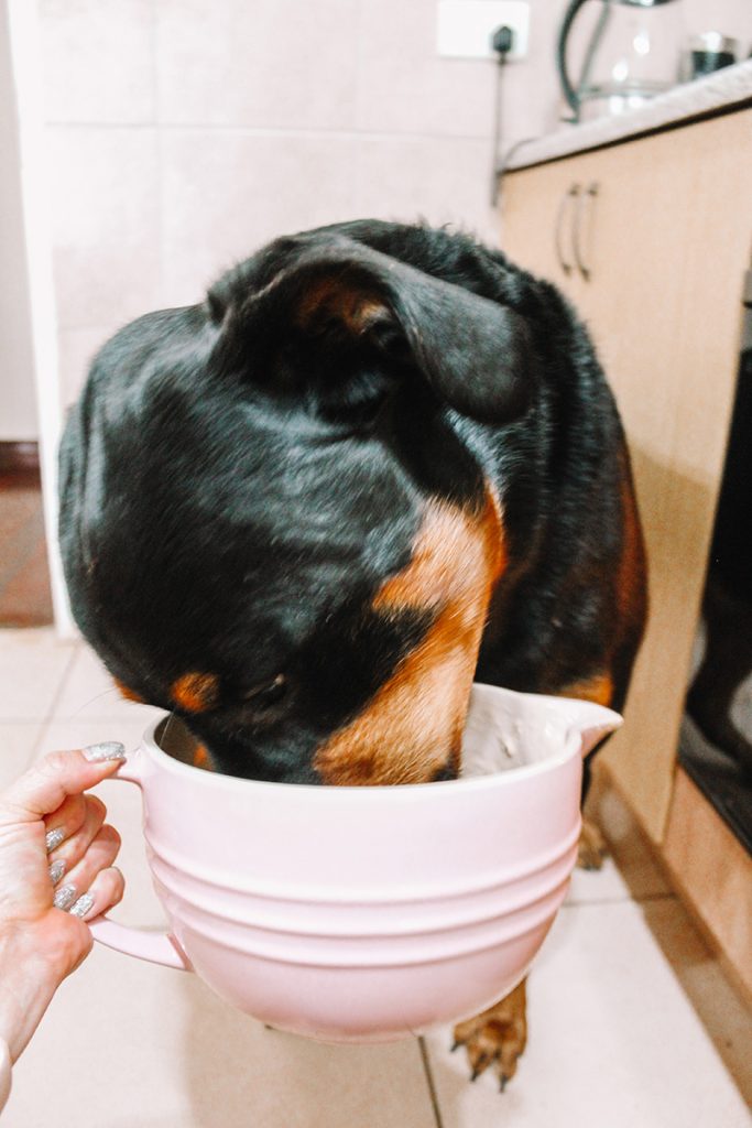 dogs licking bowls