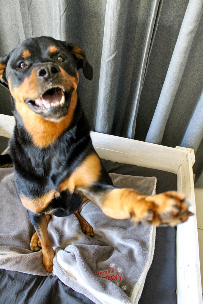 dog training give paw