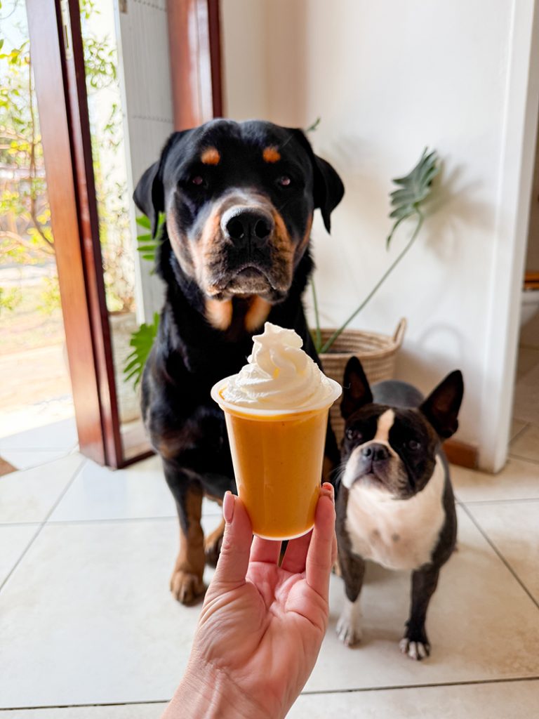 pumpkin spice pup cup