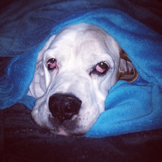 10176102_10152404275161810_456464813805934722_n