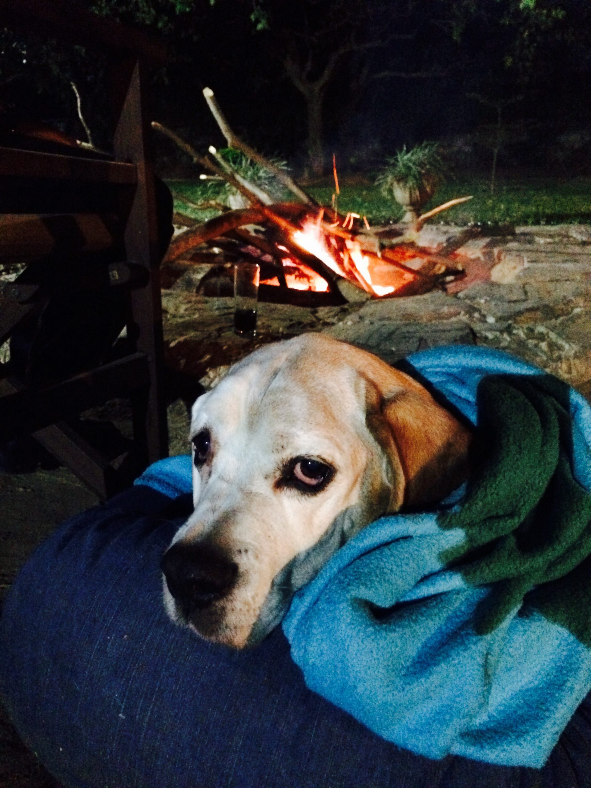oscar by the fire