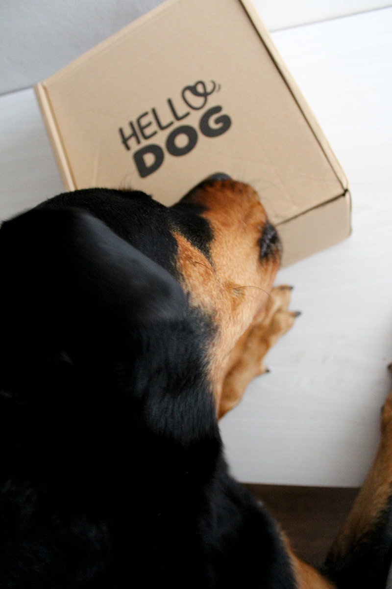 hello-dog-box9