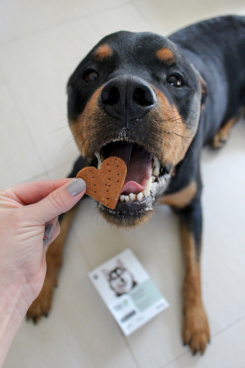RawLovePets11