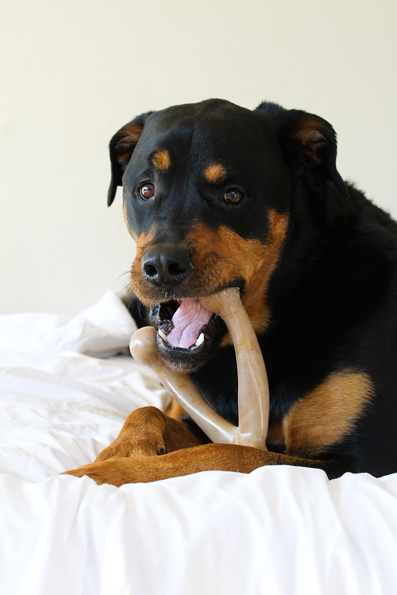 petqwerks-wishbone3
