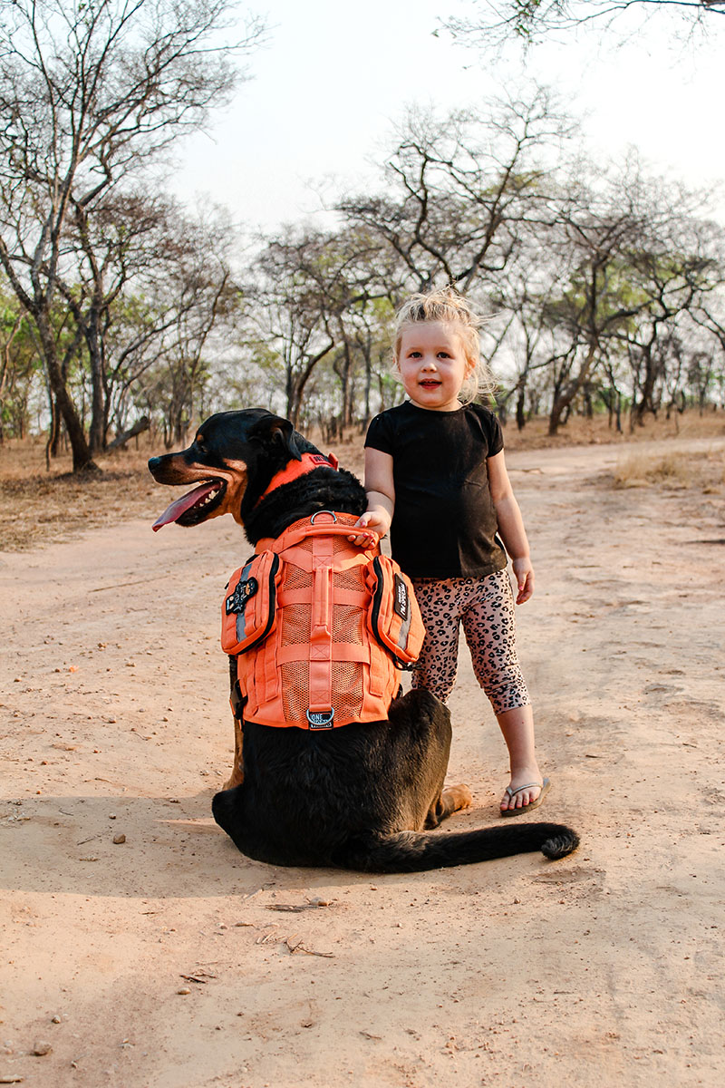 ONETIGRIS Adventure Dog Gear Review - Stylish Paws