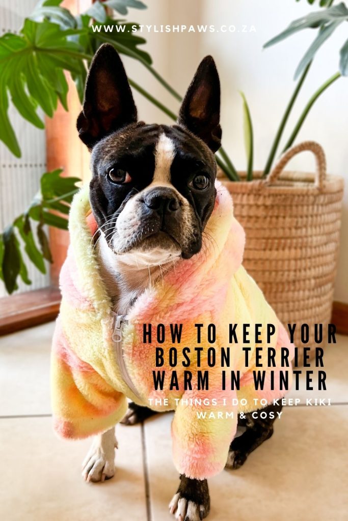 How to keep your Boston terrier warm in winter