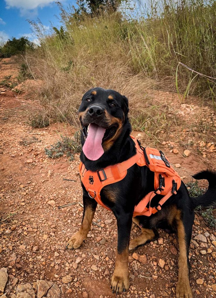 OneTigris Adventure Harness