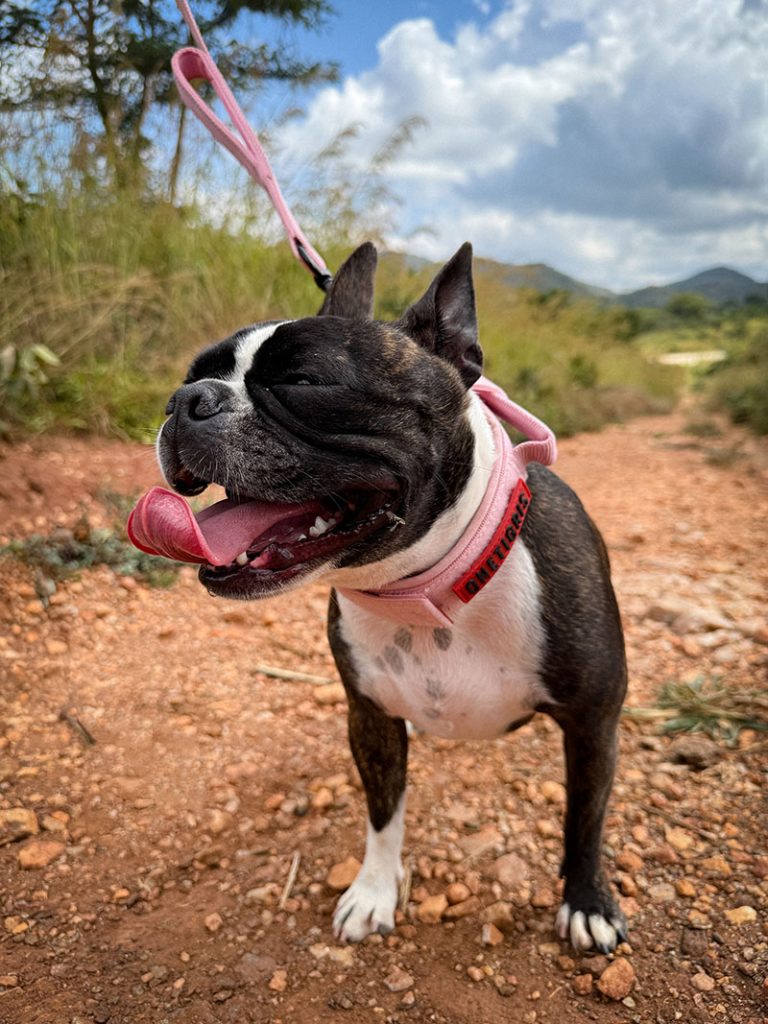 OneTigris Collar and Matching Leash