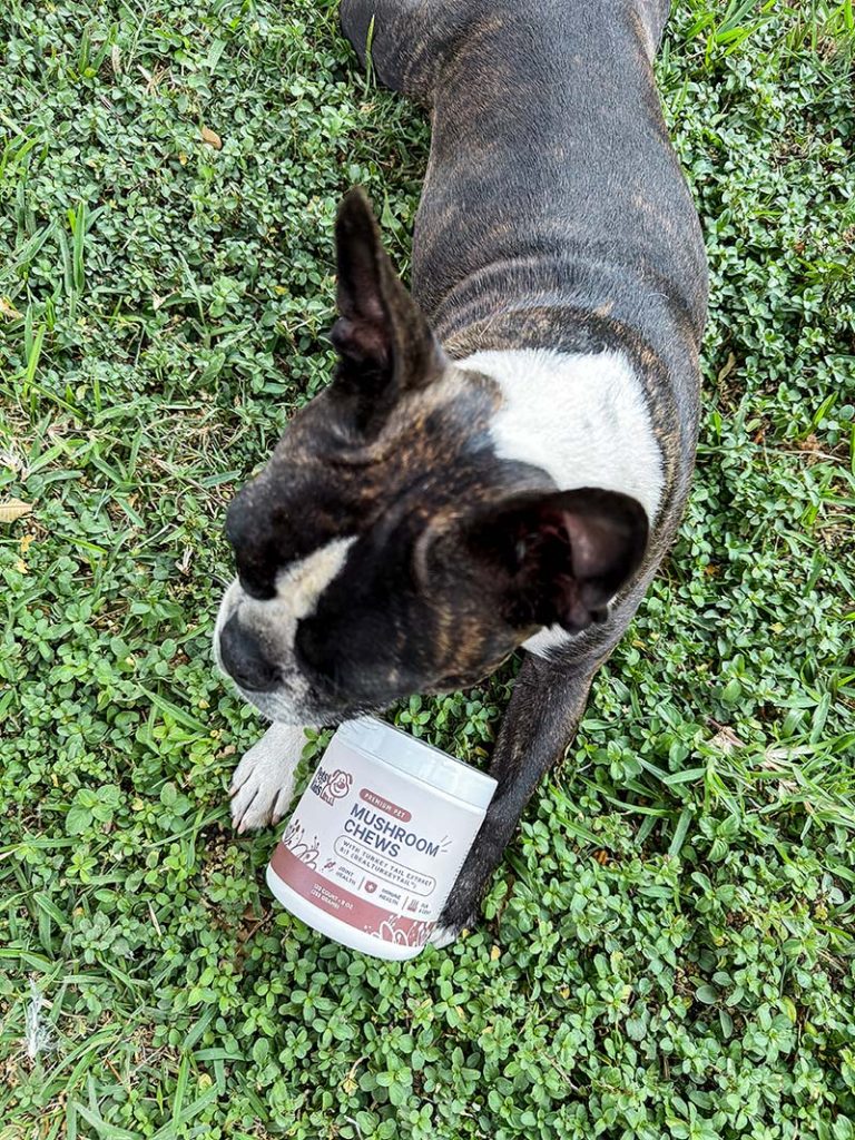 Pets Are Kids Mushroom Chews