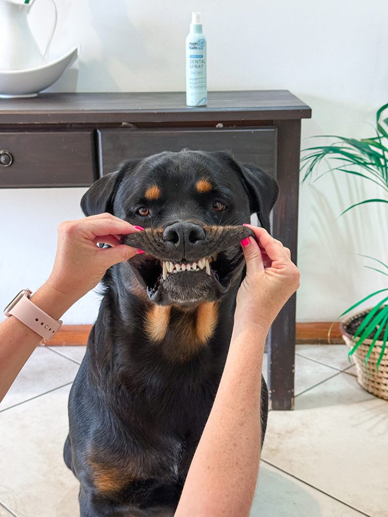 How to Prevent Plaque and Bad Breath in Dogs With Just a Spray