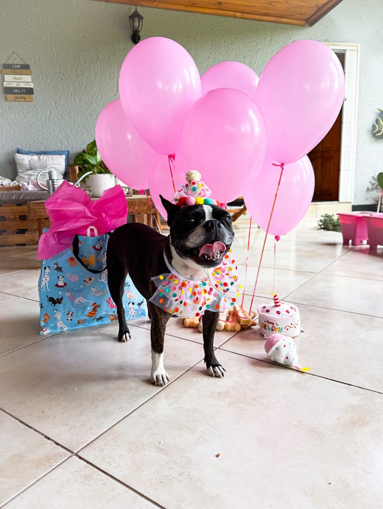 Easy Homemade Dog Birthday Cake Recipe