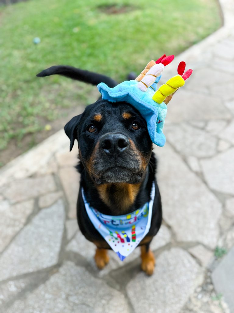 Rottweiler birthday