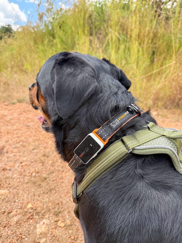 PawFit3