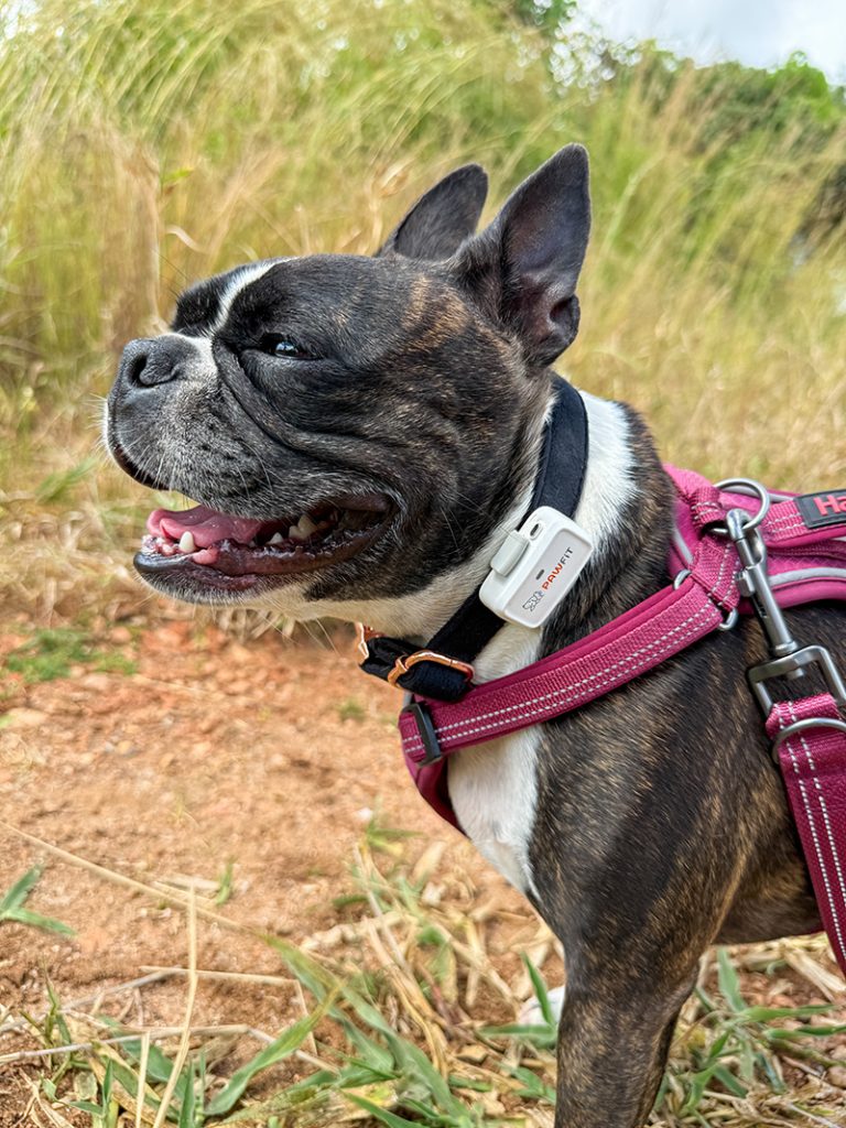 PawFit Lite